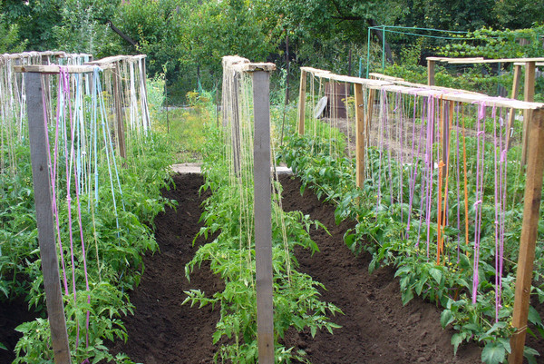 Tomates liées en plein champ