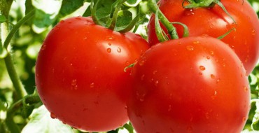 Trois tomates rouges sur un buisson