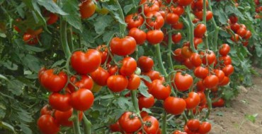Photo de fruits de tomates d'une variété indéterminée