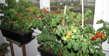 tomates cultivées sur du bacon