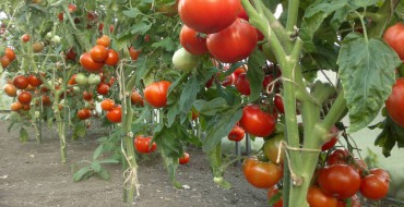 Récolte de tomates lorsqu'elles sont cultivées selon la technologie néerlandaise