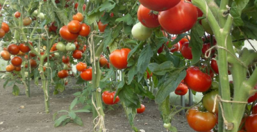 Buissons de tomates avec des fruits