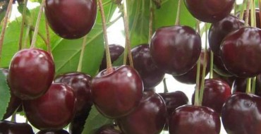 Glaçage aux cerises sur les pétioles