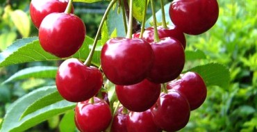Photo des variétés de cerises Vstrecha