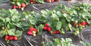 Photo de fraises sous le film