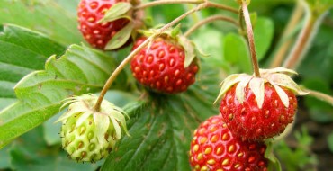 Fraises sur le buisson