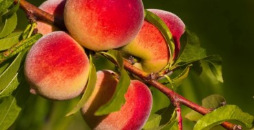 Variété Golden Moscow sur une branche