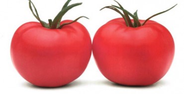 Deux tomates de la variété Azhur