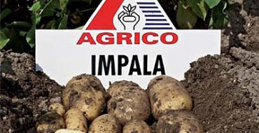 Pommes de terre Impala après la récolte