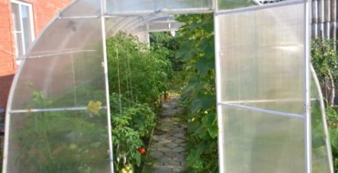 Photo de tomates et concombres en serre