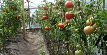 Buissons de tomates dans la serre