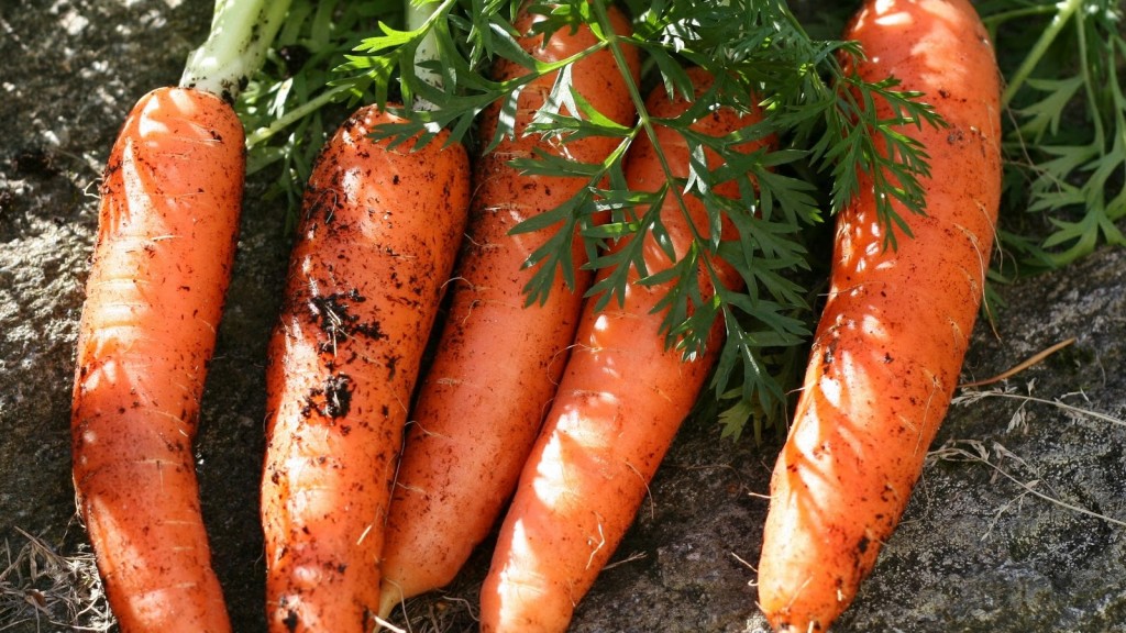 Variétés de carottes adaptées à l'hivernage