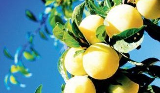 Grande branche avec des fruits