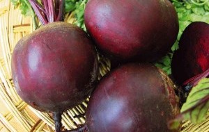 Betteraves fourragères sur la photo