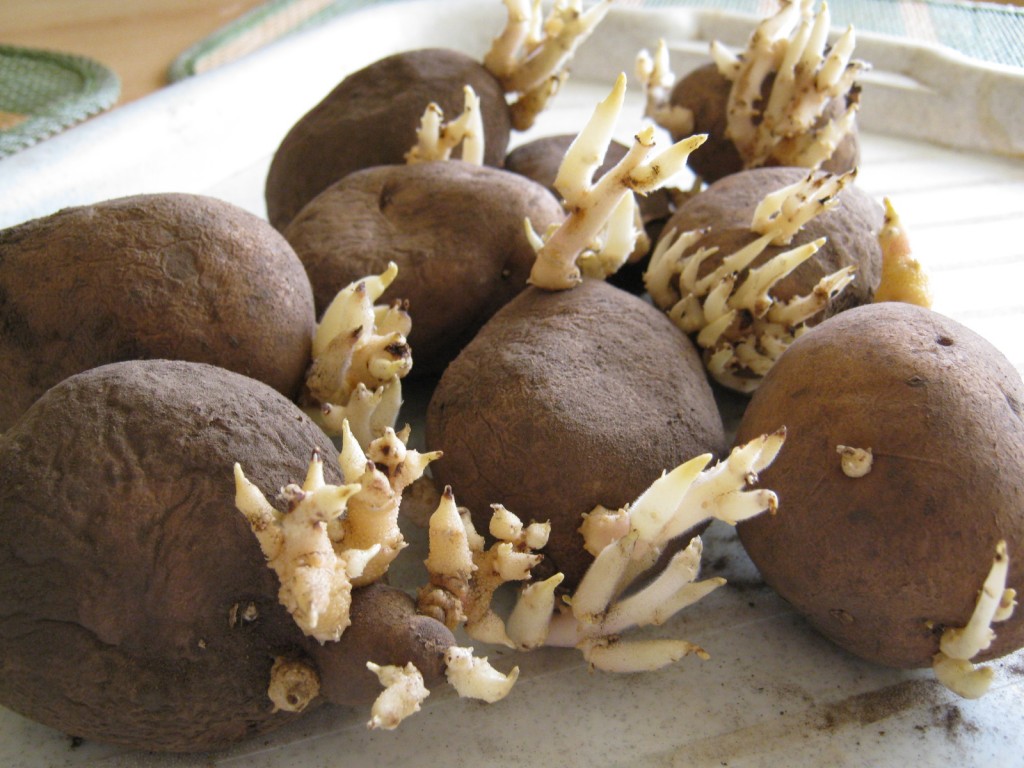 Façons de faire germer des pommes de terre avant de planter