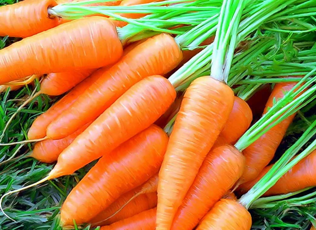Plusieurs façons de conserver les carottes