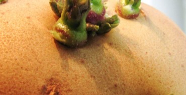 Pommes de terre aux germes sur la photo