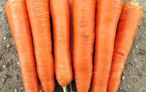 Une variété précoce de carottes sur la photo