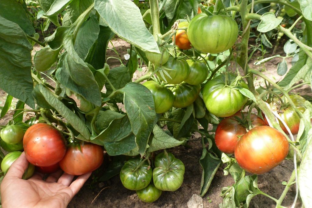 Aperçu des variétés précoces de tomates pour la pleine terre