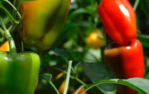 Poivron vert et doux