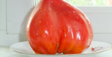 Tomate géante sur une assiette