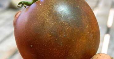 Prince Noir Tomate Foncé