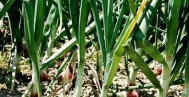 Des bulbes sortent du sol