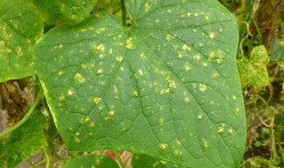 Feuille douloureuse sur la photo