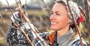 Taille d'automne des arbres et arbustes