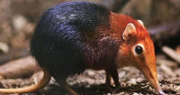 A quoi ressemble une musaraigne adulte ?