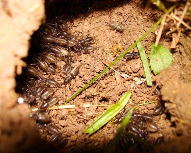Nid de ravageurs dans l'image