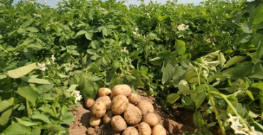 Plusieurs tubercules de pomme de terre sur la photo