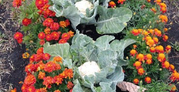 De bons voisins pour le chou