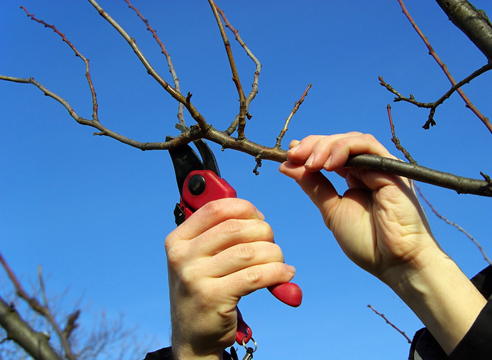 Un exemple de travail avec un arbre malade au printemps