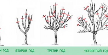 Formation de la couronne d'un arbre