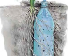 Le principe de l'arrosage des racines à partir d'une bouteille