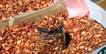 Faire tremper les oignons verts avant la plantation