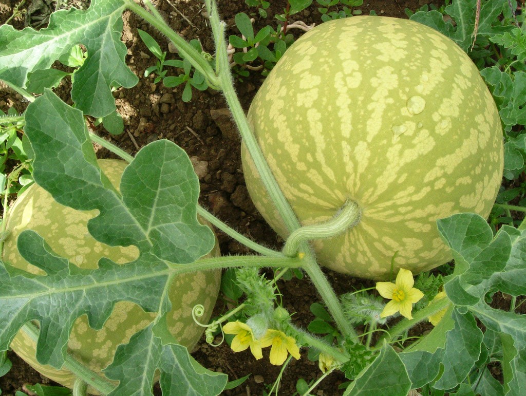 Cultiver et prendre soin des melons