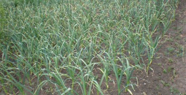 Comment bien planter des oignons sur un navet