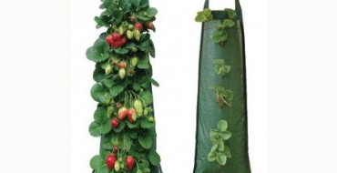 Fraises dans des conteneurs horizontaux