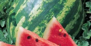 Tranches larges et mûres