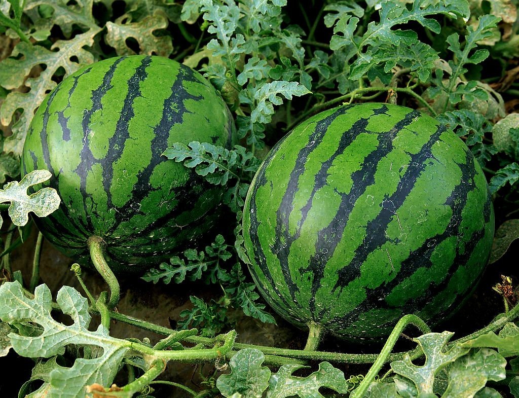 Deux gros melons sur la photo