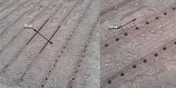 Comment faire des lits pour planter des ensembles d'oignons