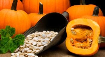 Grosses graines de citrouille sur la photo