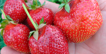 Plusieurs baies dans la paume de votre main