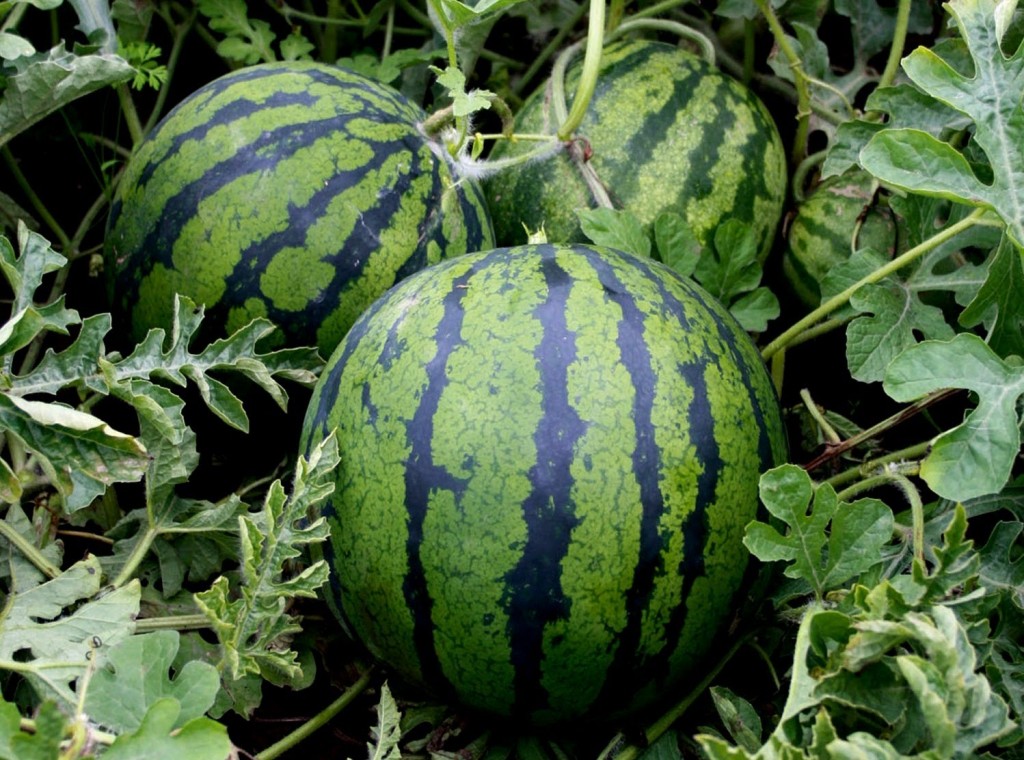 Melons mûrs dans le jardin