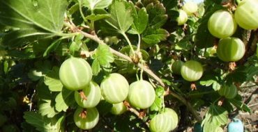 Comment fertiliser correctement les cultures de fruits et de baies