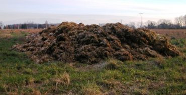 Quel fumier pour le jardin est préférable de choisir