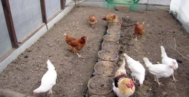 Comment utiliser le fumier de poulet pour la fertilisation