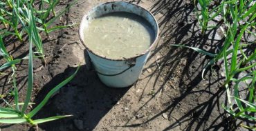 Comment faire soi-même de la nourriture végétale